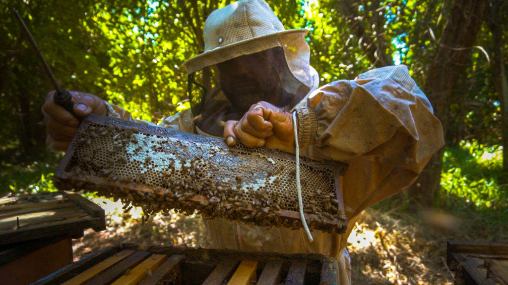 Stepping up on biodiversity – learnings from Brazilian sugarcane