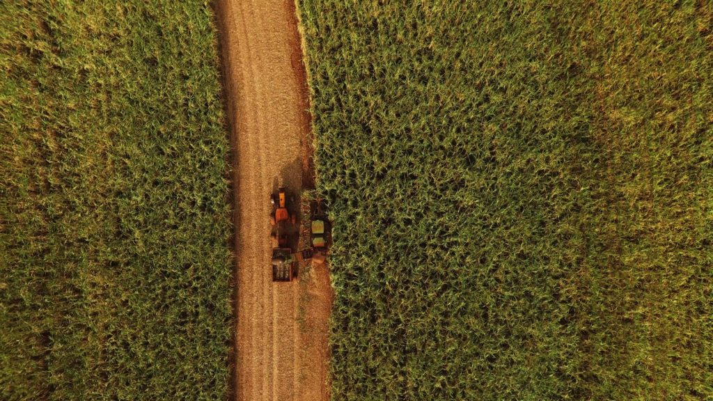 Sugarcane harvest for the second half of January 2026 - SugarCane