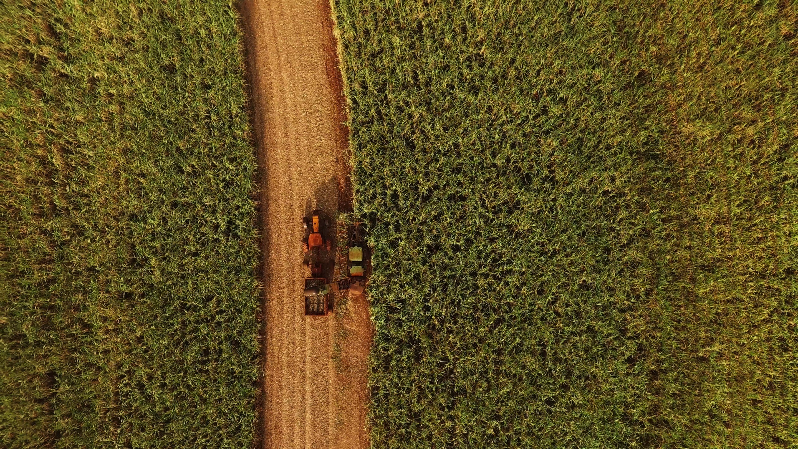Sugarcane harvest for the first half of November 2024