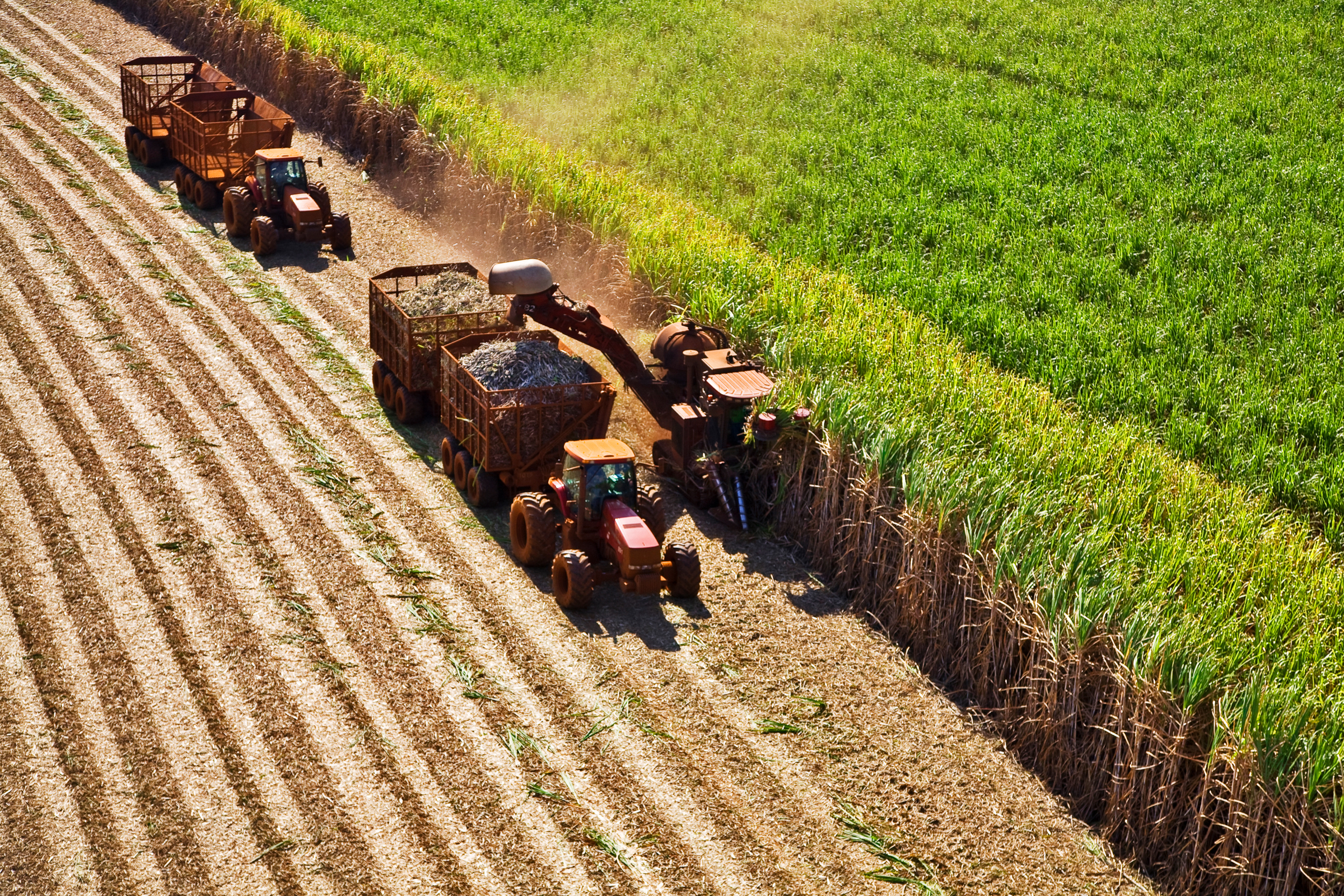 Sugarcane harvest for the second half of December 2020