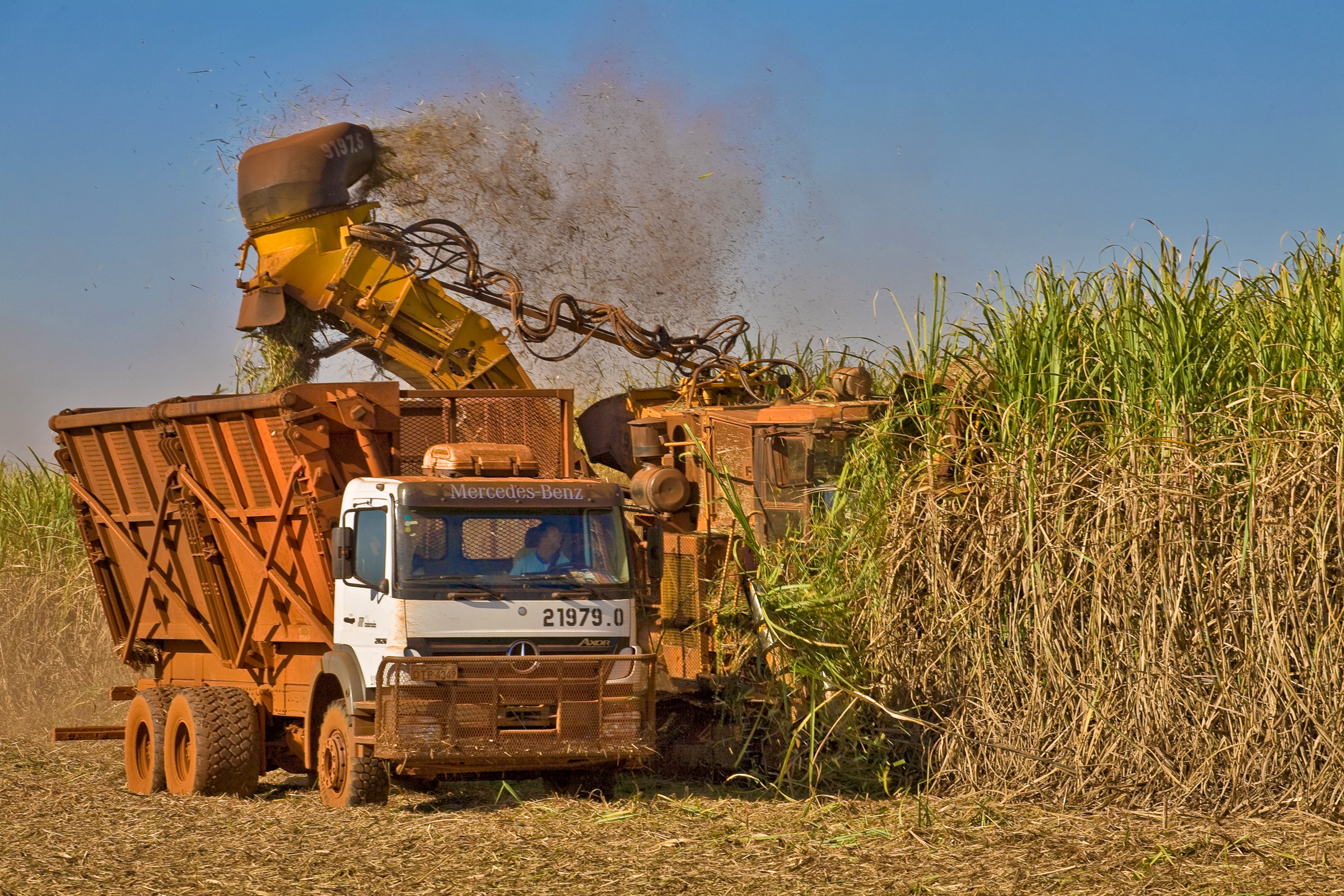 Sugarcane harvest for the second half of November 2020