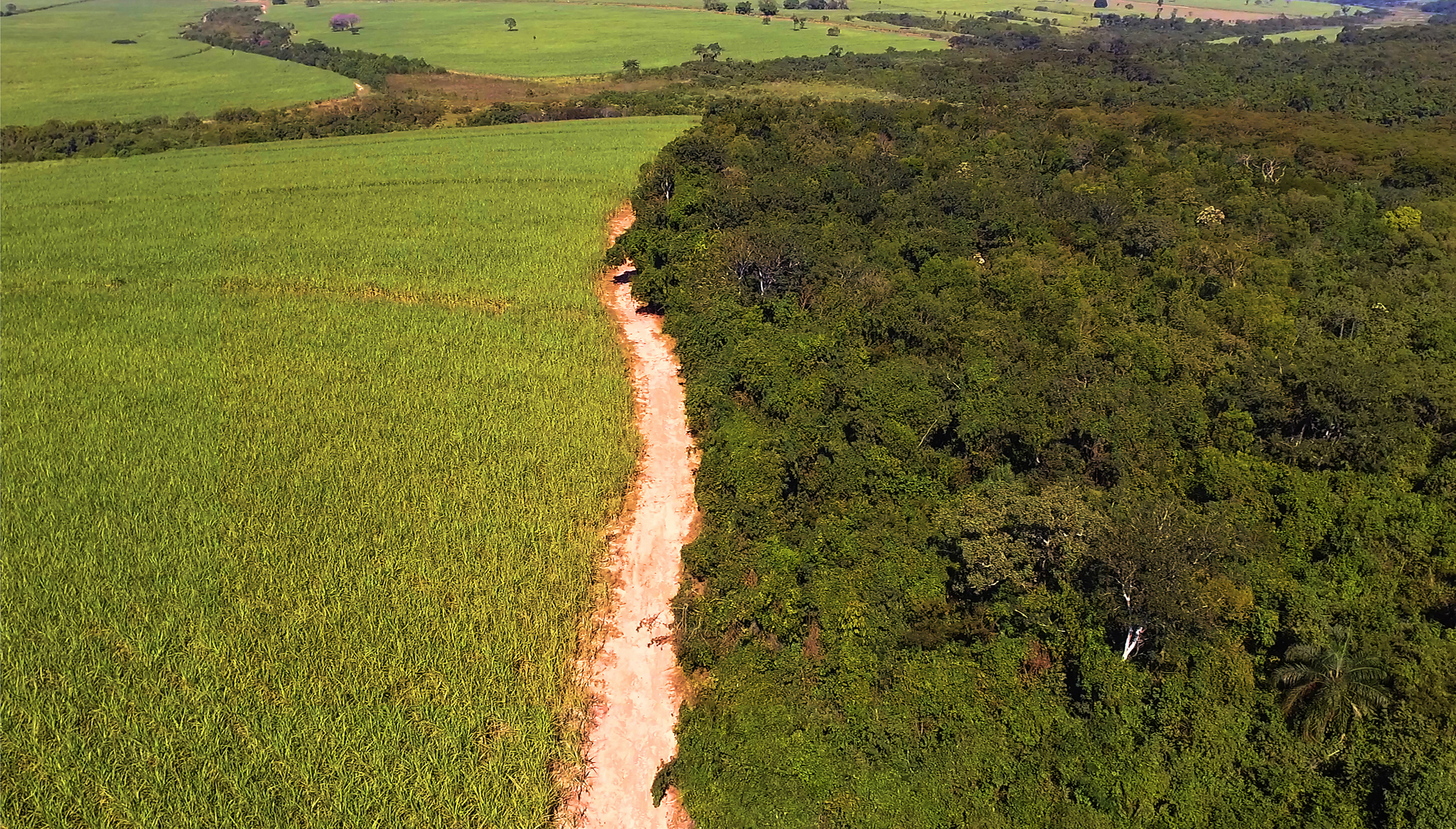 SUGARCANE FIELD