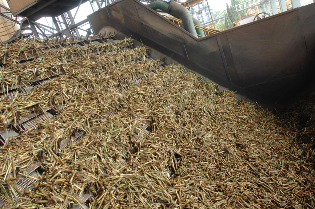 Gallery SugarCane