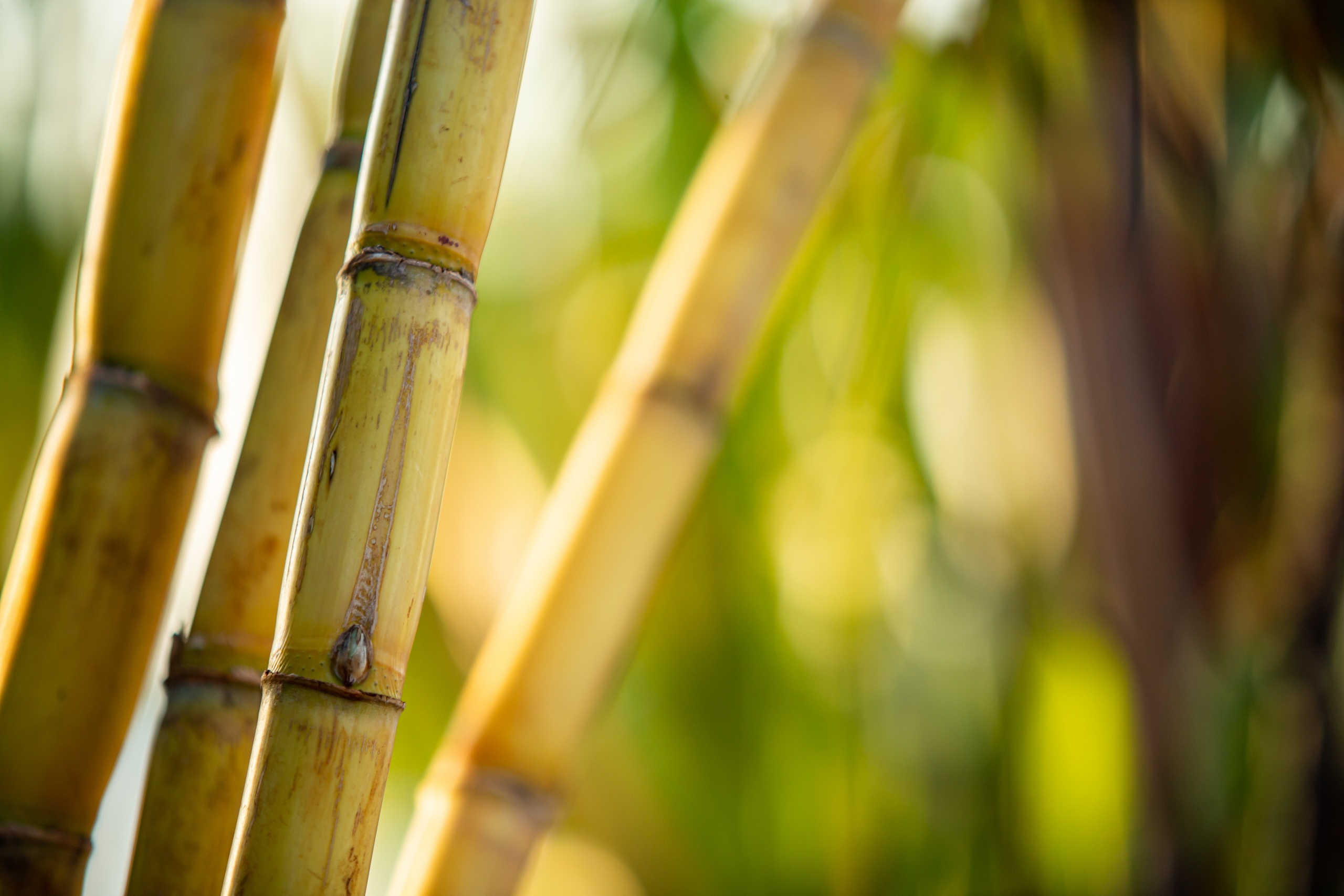 Sugarcane harvest for the second half of march 2021