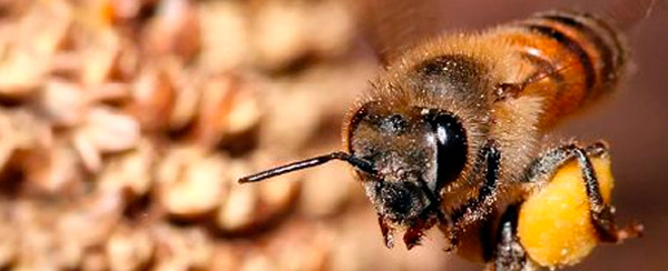 COEXISTENCE OF BEES AND SUGARCANE