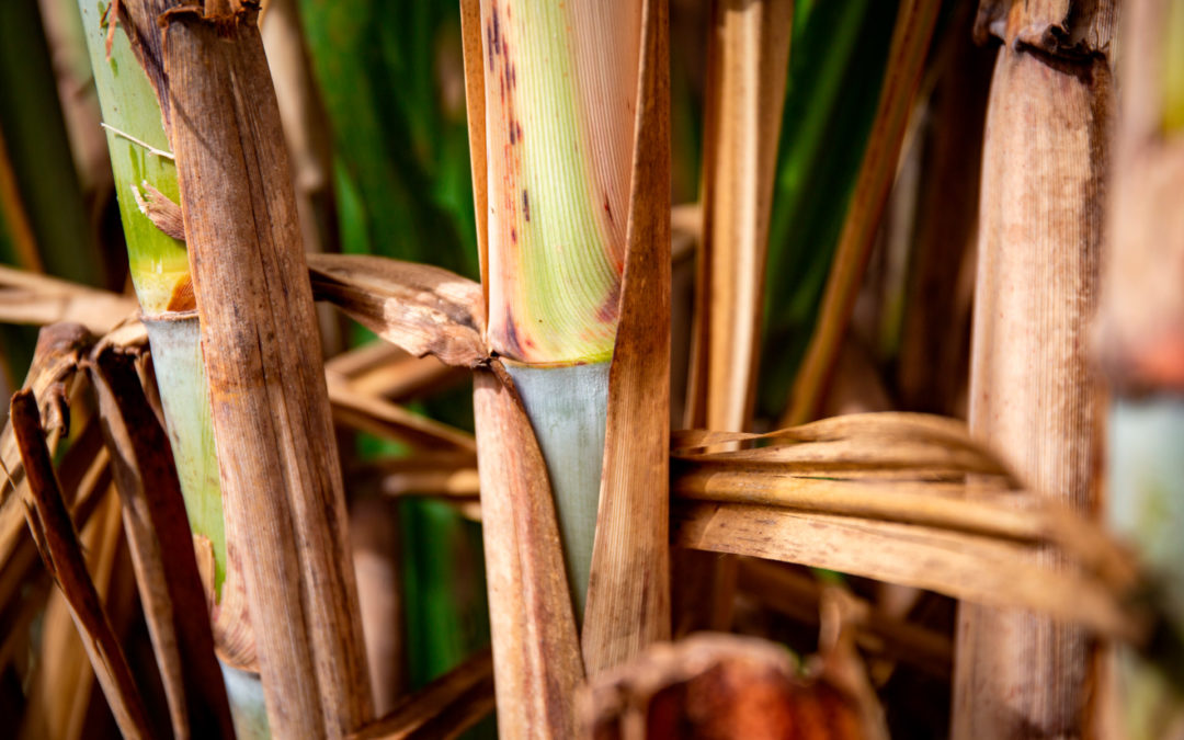 Sugarcane harvest for the first half of July 2021