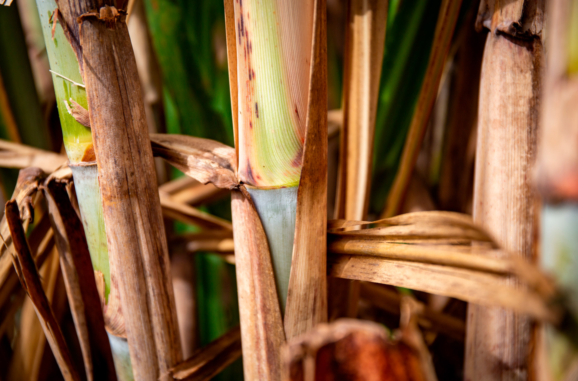 Sugarcane harvest for the first half of July 2021