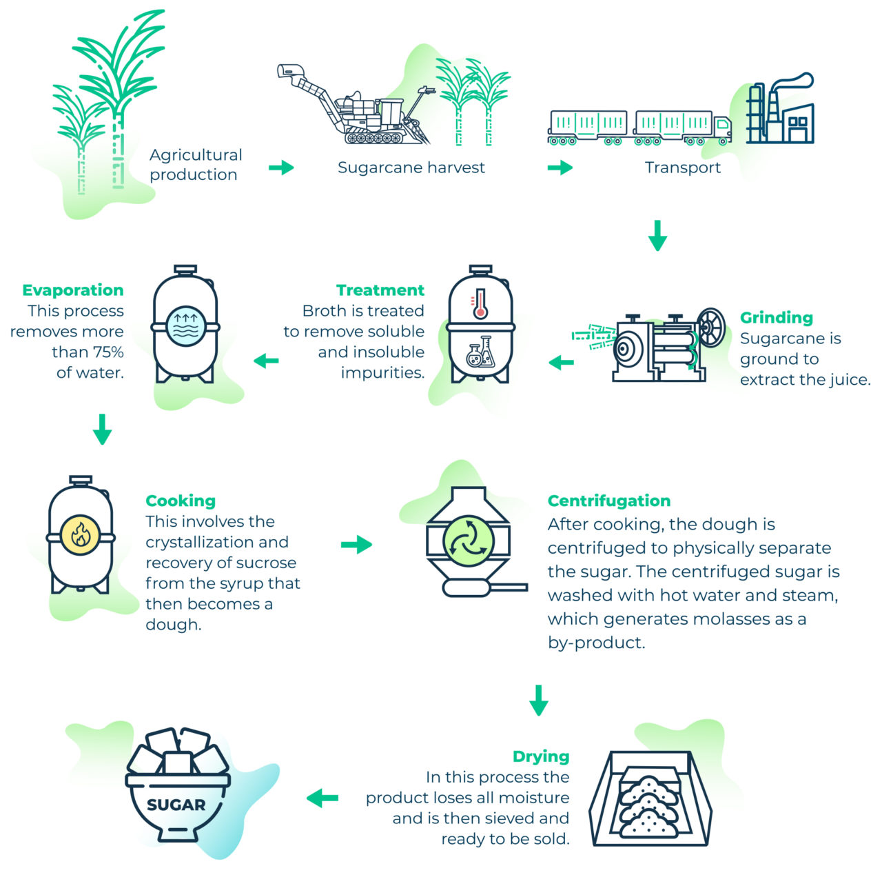 Infographics SugarCane