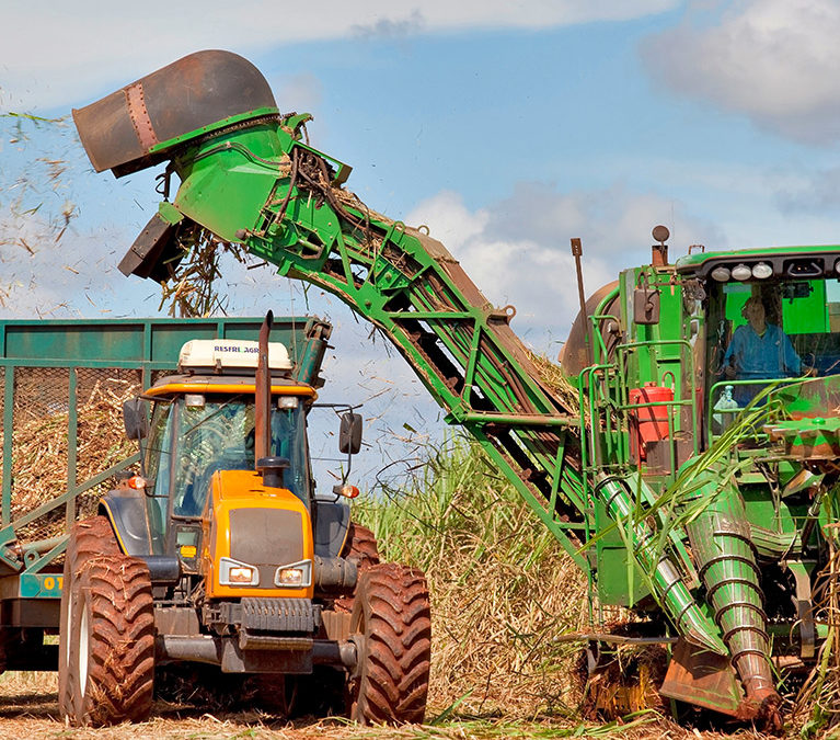 Sugarcane harvest for the second half of January 2025
