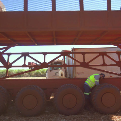 Labor Conditions Sugarcane