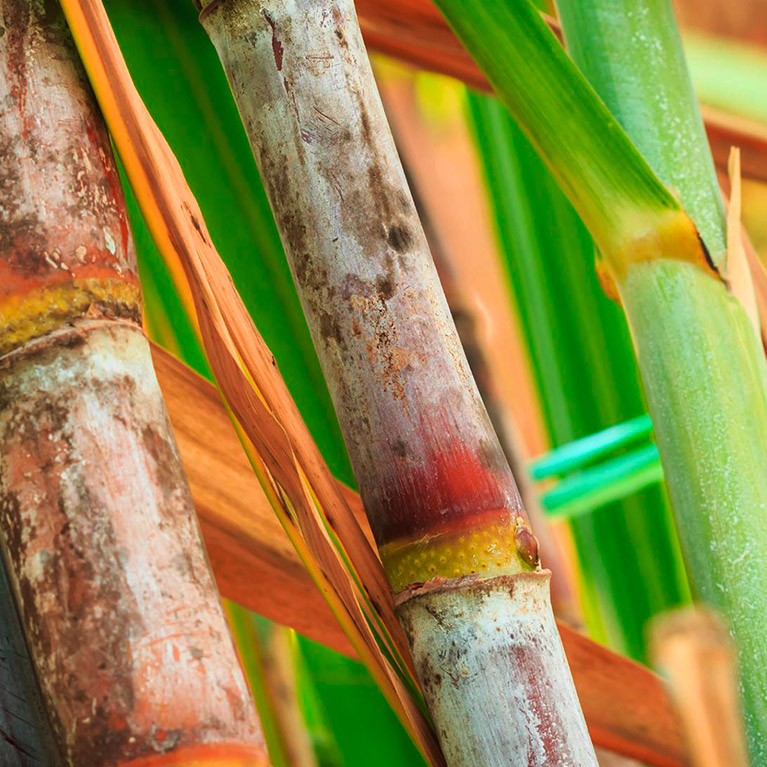 Sugarcane harvest for the first half of june 2021