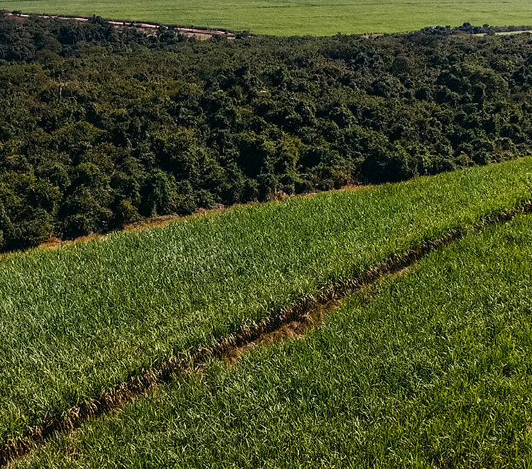 Sugarcane harvest for the second half of February 2021