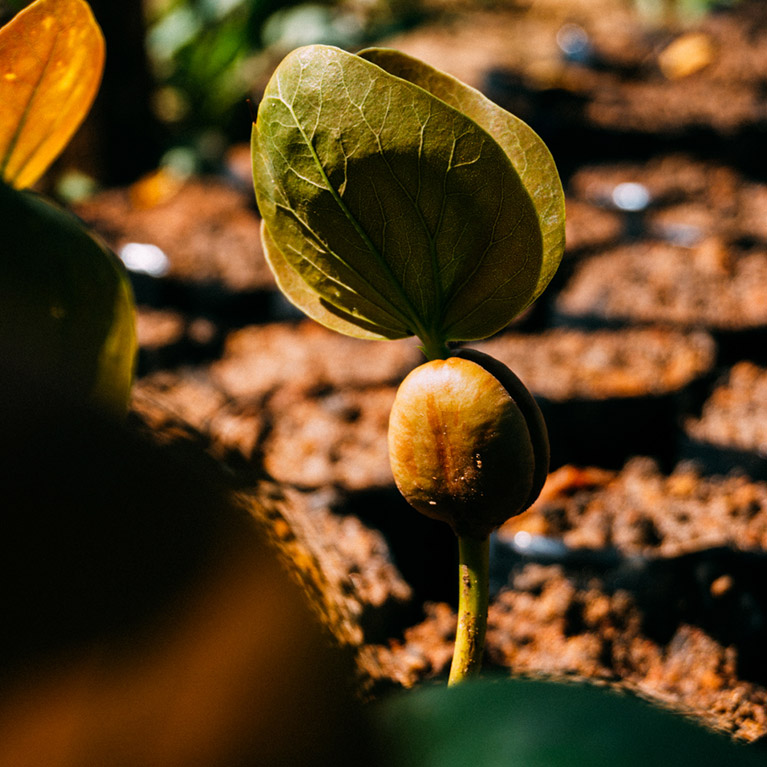 MYTHS AND FACTS - SUSTAINABILITY MYTHS AND FACTS - SUSTAINABILITY